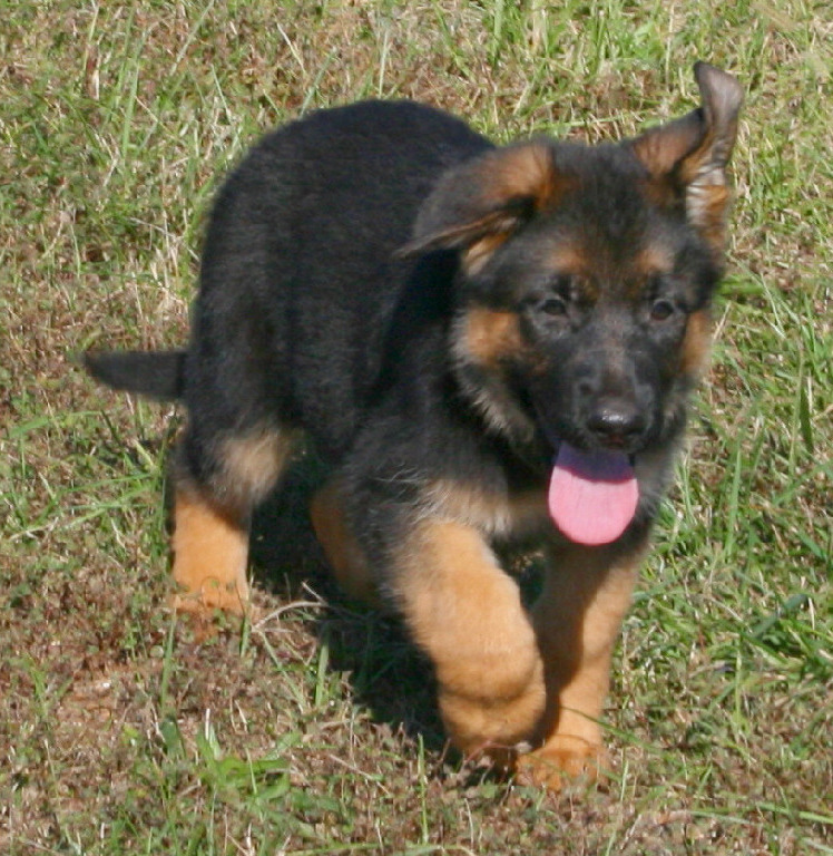 Cheap German Shepherd Puppies For Sale In Nc
