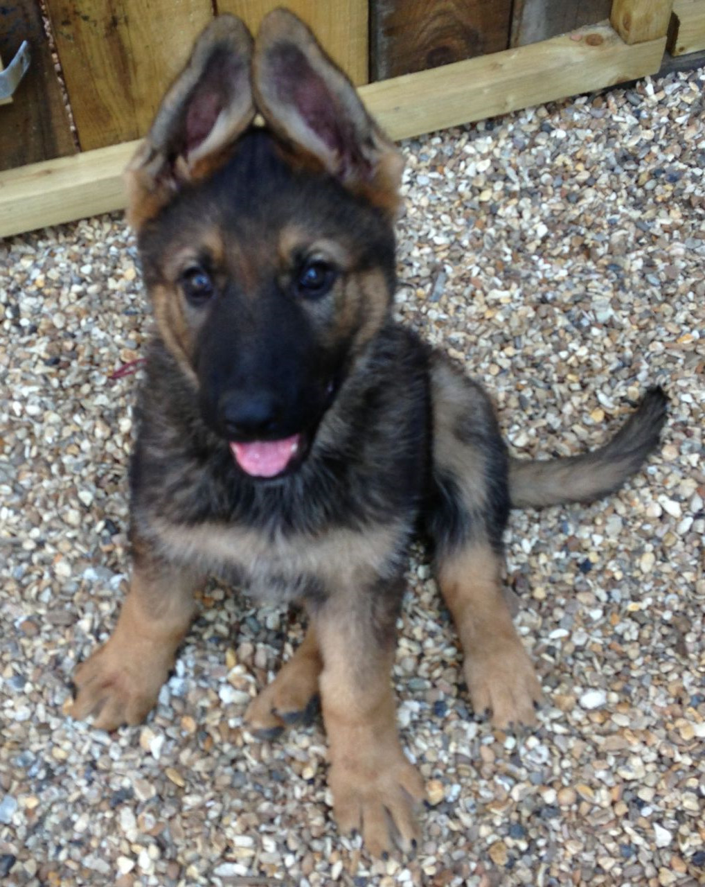 Chez German Shepherd Puppies