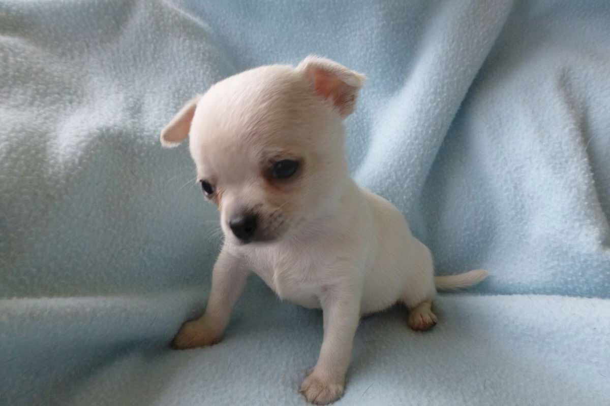 Chihuahua Adoption