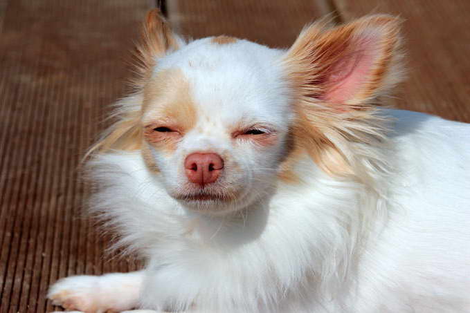 Chihuahua Allergies