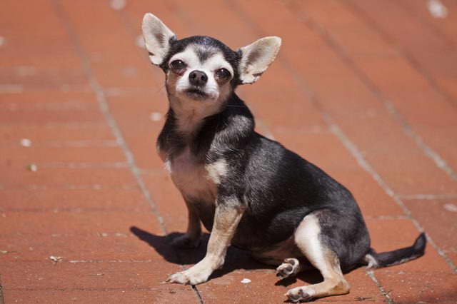 Chihuahua And Asthma PETSIDI
