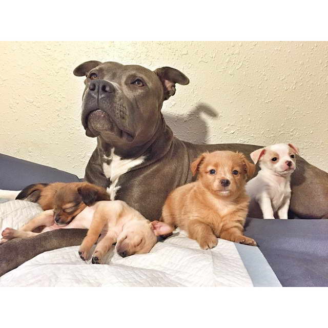 Chihuahua And Pitbull Mix Puppies PETSIDI