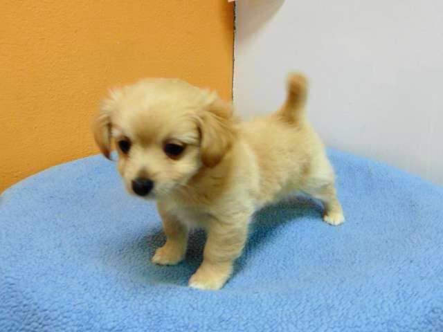 Chihuahua And Pomeranian Mix Puppies For Sale