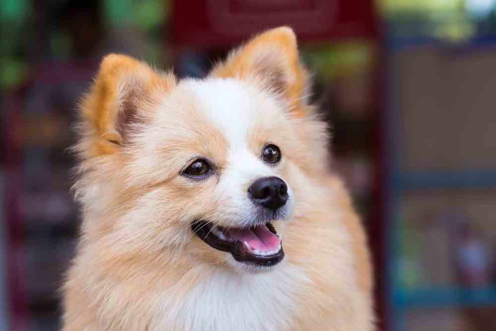 Chihuahua And Pomeranian Mix