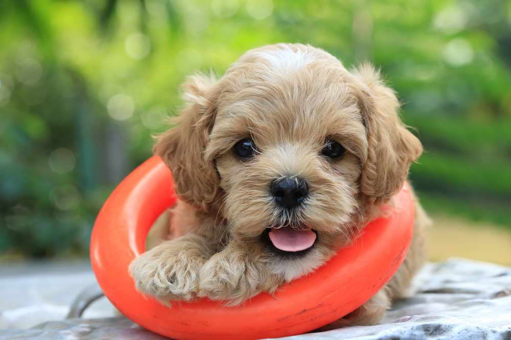 Chihuahua And Poodle Mix