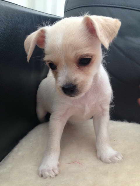 Chihuahua And Terrier Mix For Sale