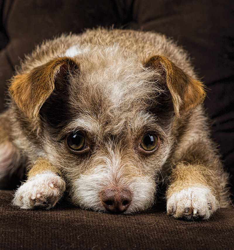 Chihuahua And Terrier Mix Puppies