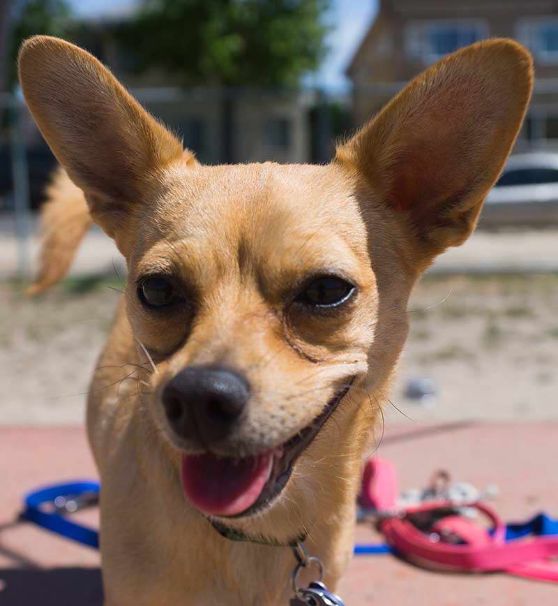 Chihuahua And Terrier Mix