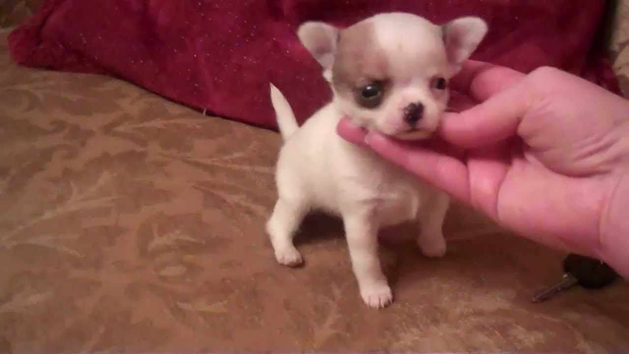 Chihuahua Applehead Puppies PETSIDI