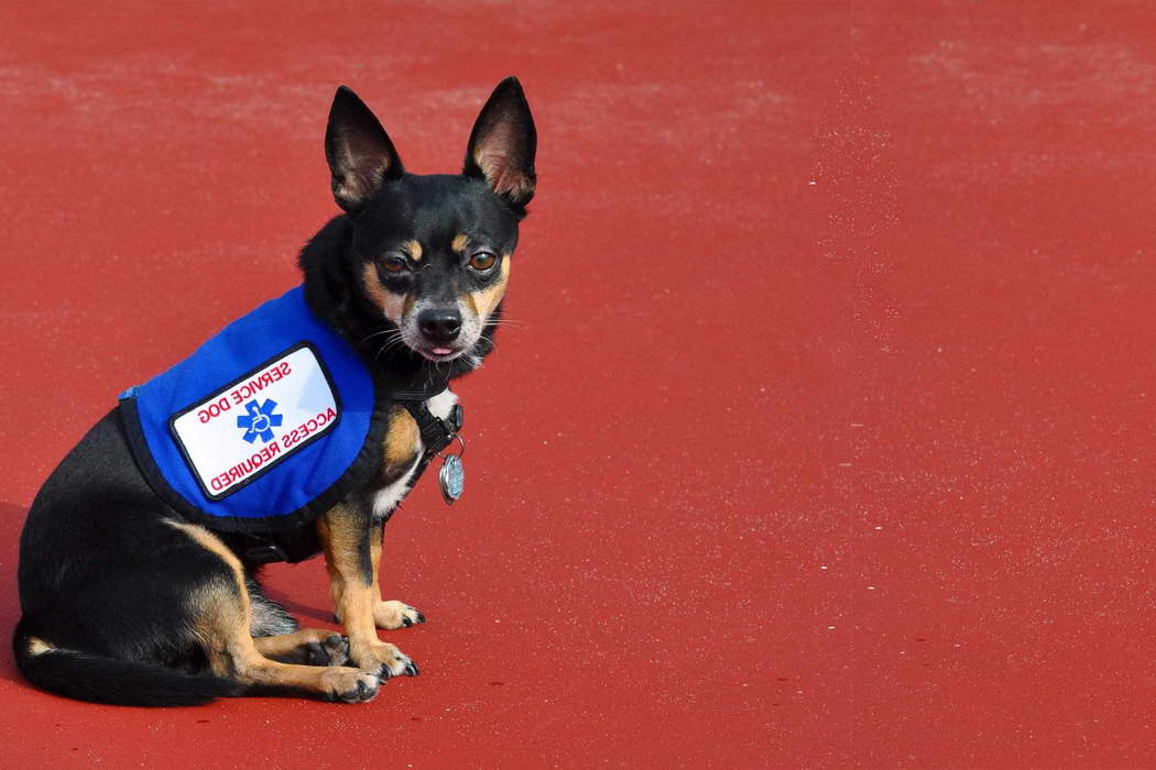 Chihuahua As A Service Dog