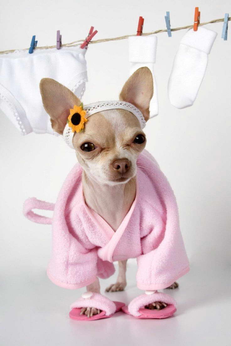 Chihuahua Baby Clothes