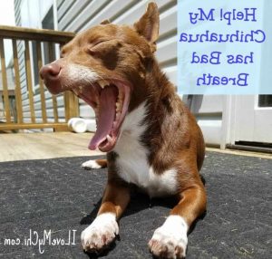 Chihuahua Bad Breath