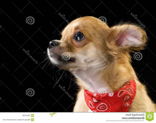 Chihuahua Bandanas