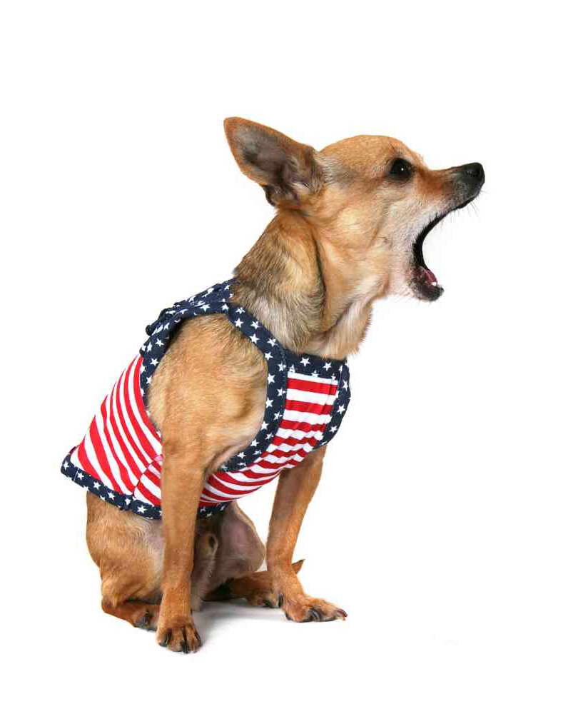 Chihuahua Barking Collar