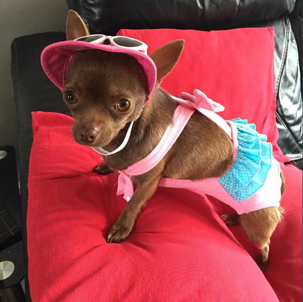 Chihuahua Bathing Suits