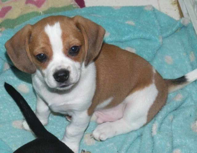 Chihuahua Beagle Puppies PETSIDI