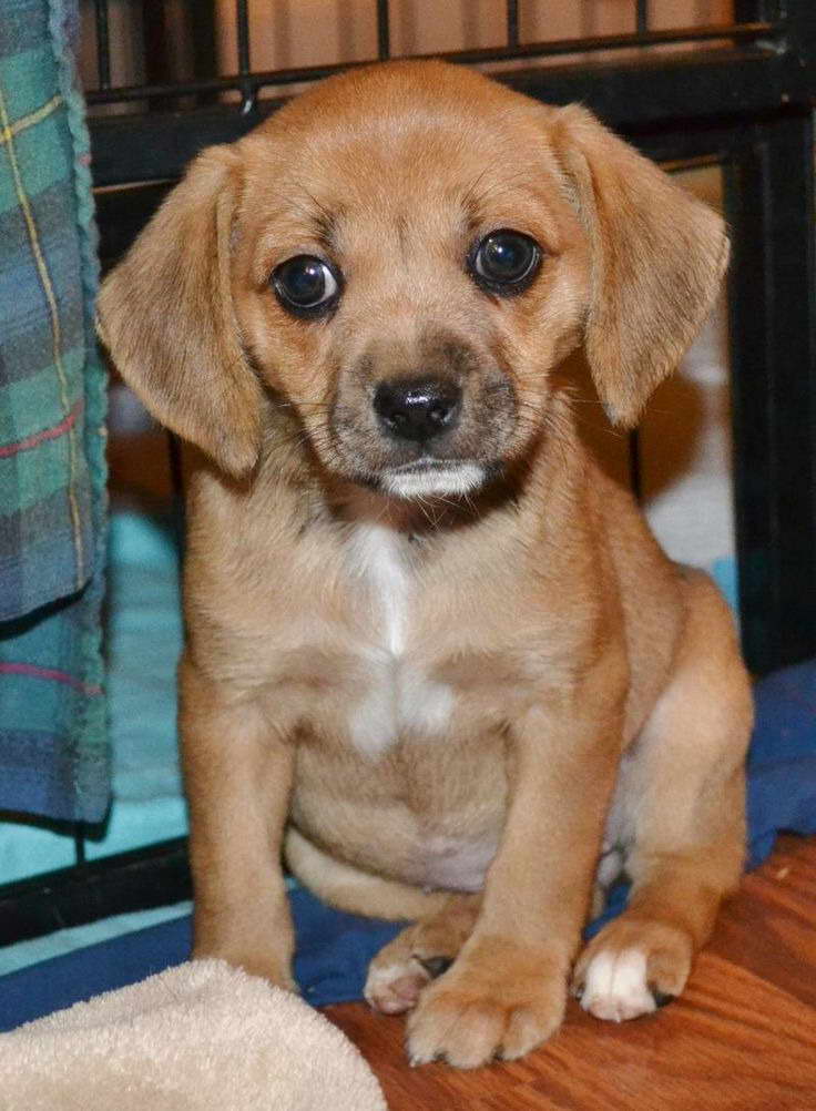 Chihuahua Beagle Puppy PETSIDI