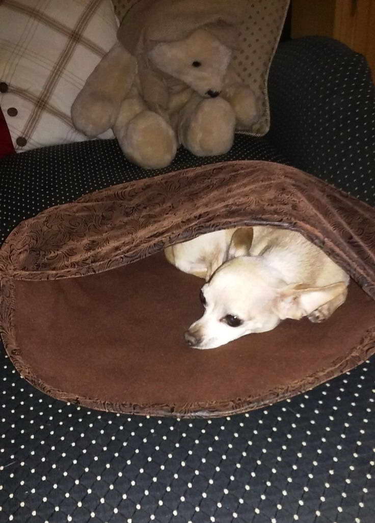 Chihuahua Bed