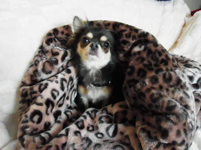 Chihuahua Beds Snuggle