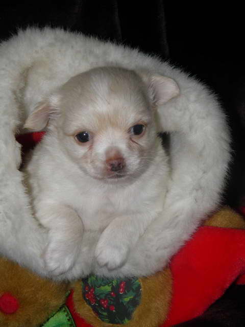 Chihuahua Bichon Mix Puppies For Sale