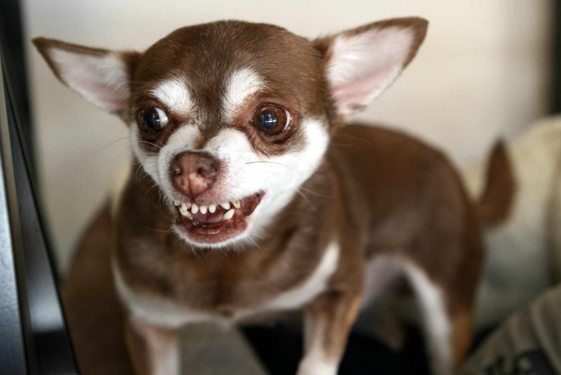 Chihuahua Biting Aggression