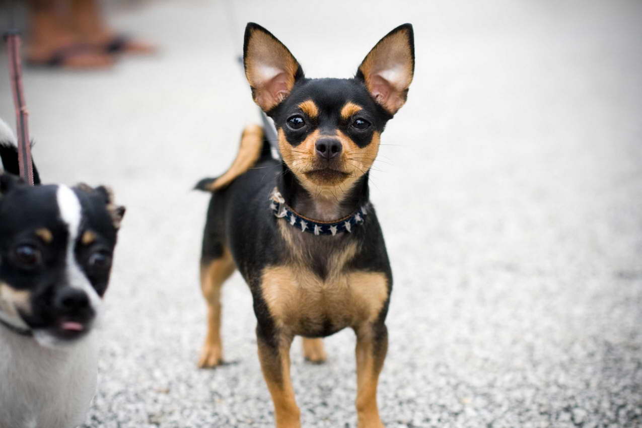 Chihuahua Black And Brown PETSIDI