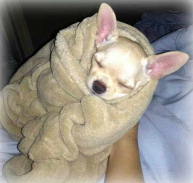 Chihuahua Blankets