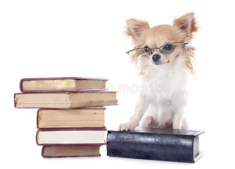 Chihuahua Books