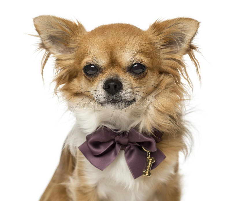 Chihuahua Bow Tie