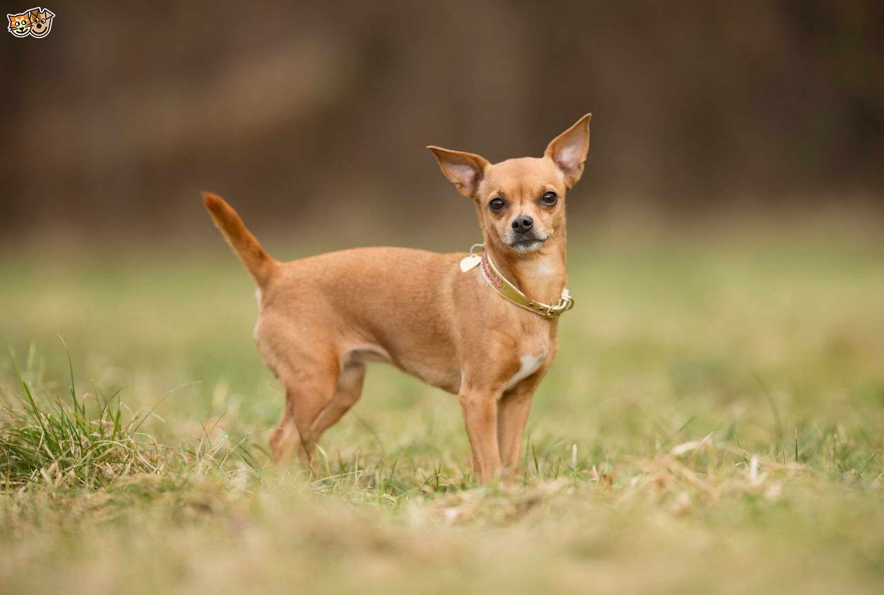 Chihuahua Breed Petsidi