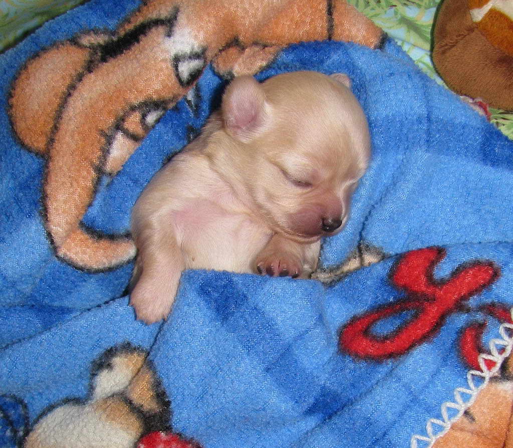 Chihuahua Breeder Nyc