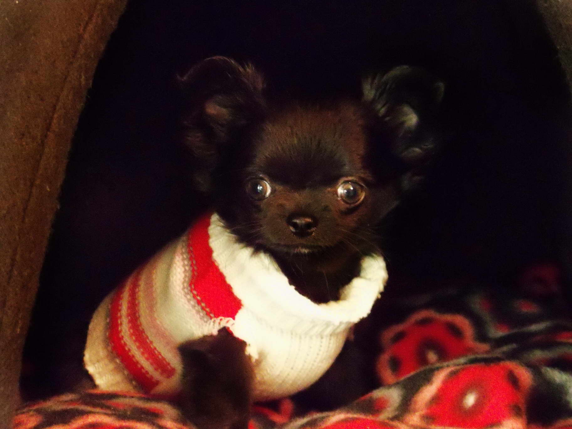 Chihuahua Breeder Wisconsin