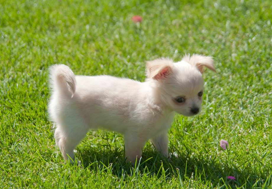 Chihuahua Breeder