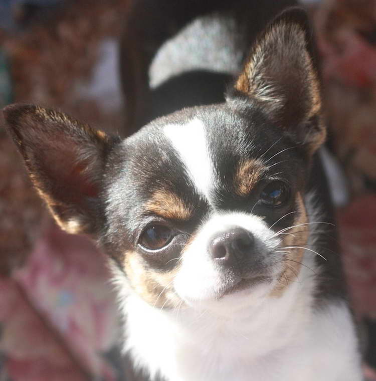 Chihuahua Breeders In California