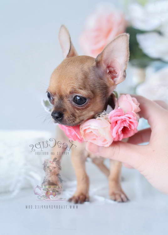 Chihuahua Breeders In Florida