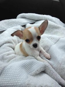 Chihuahua Breeders In Washington State
