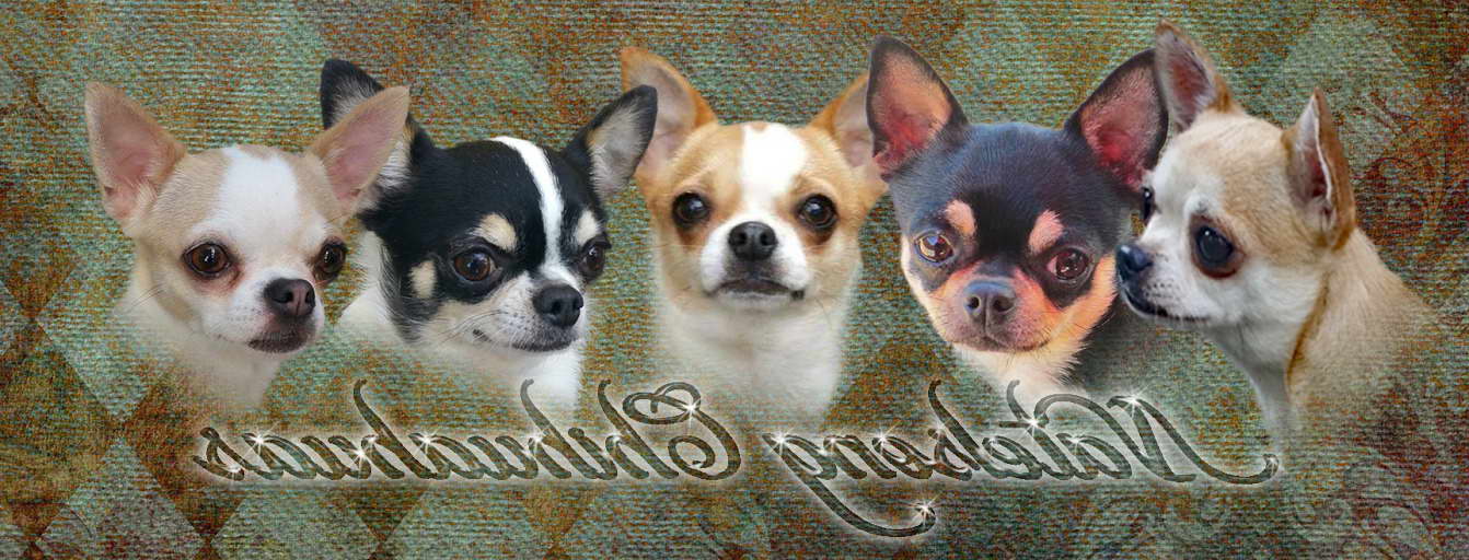 Chihuahua Breeders Md