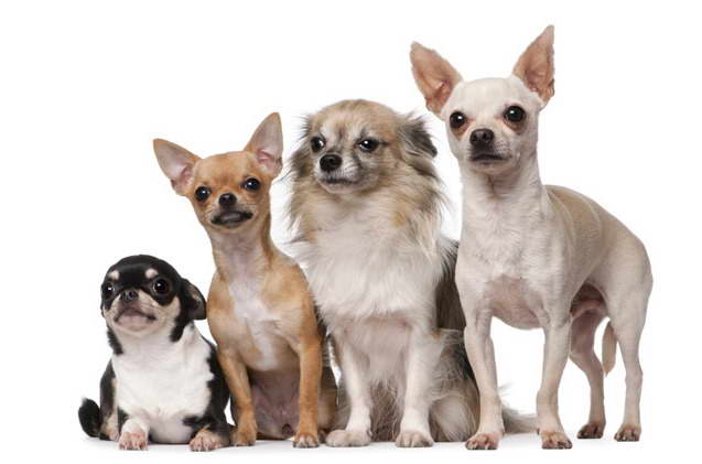 Chihuahua Breeds