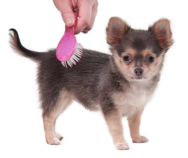 Chihuahua Brush