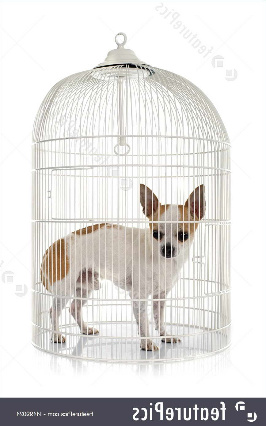 Chihuahua Cage