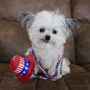 Chihuahua Cairn Terrier & Lhasa Apso