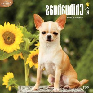 Chihuahua Calendar 2016