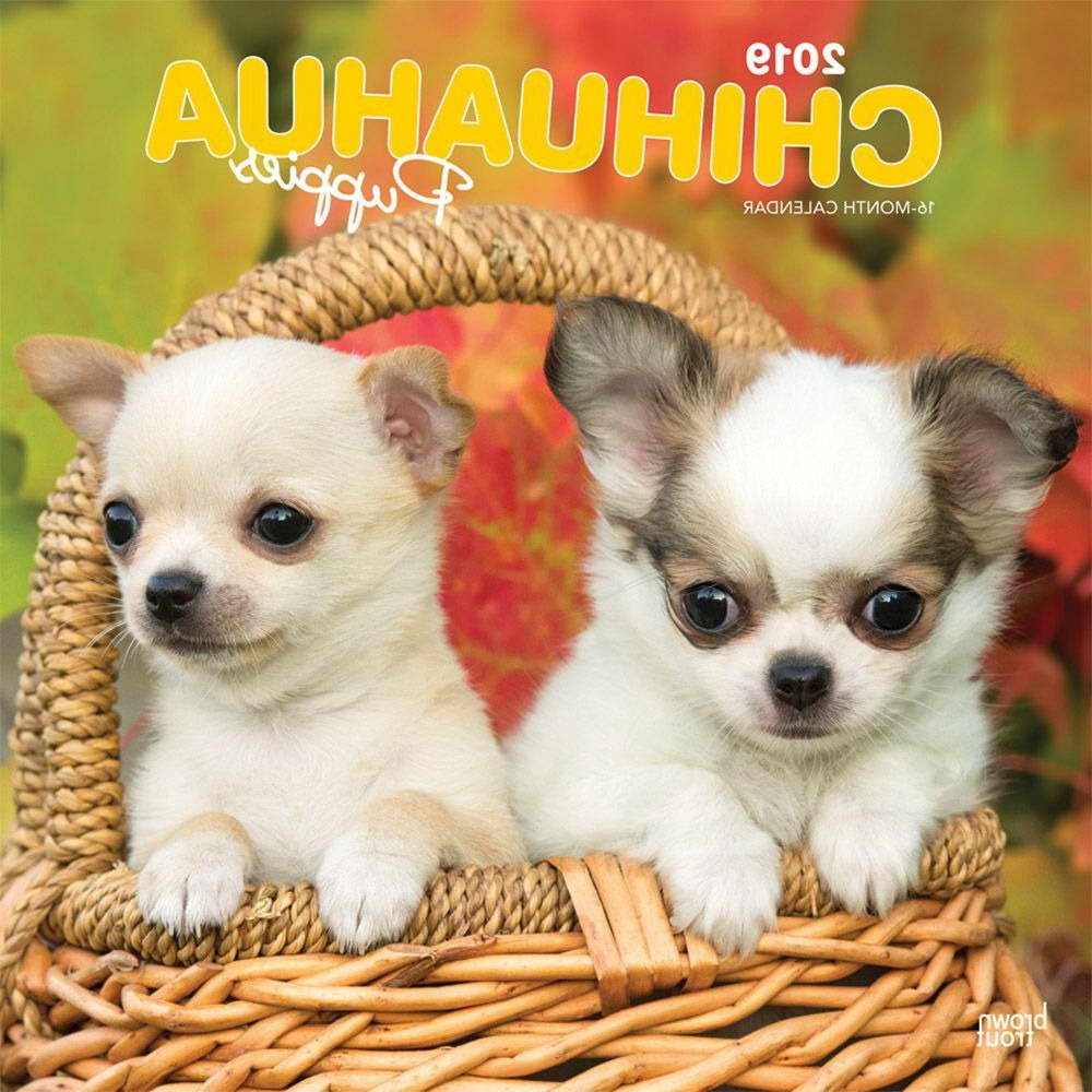 Chihuahua Calendar