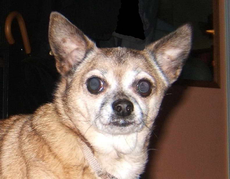 Chihuahua Cancer