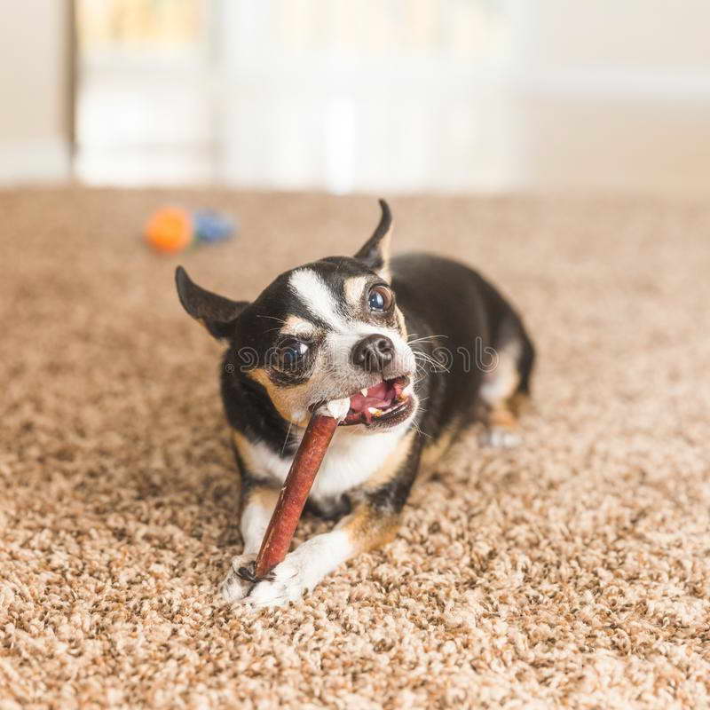 Chihuahua Chew Toys