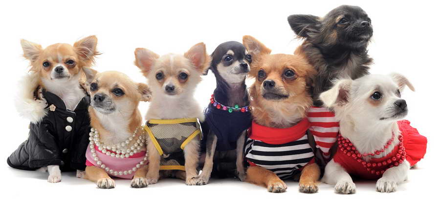 Chihuahua Clothes And Accessories