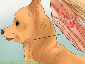 Chihuahua Collapsed Trachea Treatment