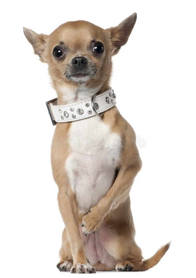 Chihuahua Collar