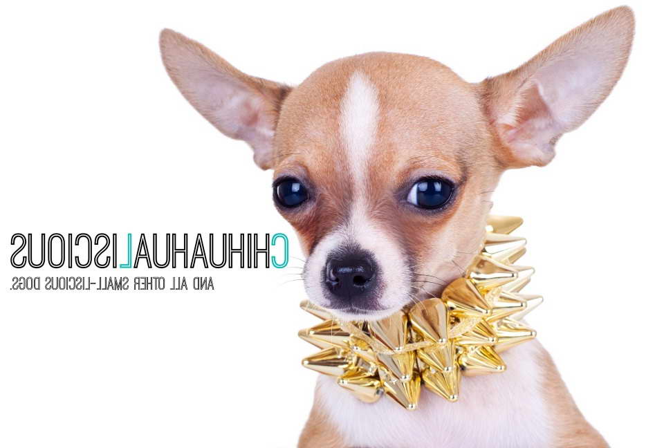 Chihuahua Collars And Harnesses