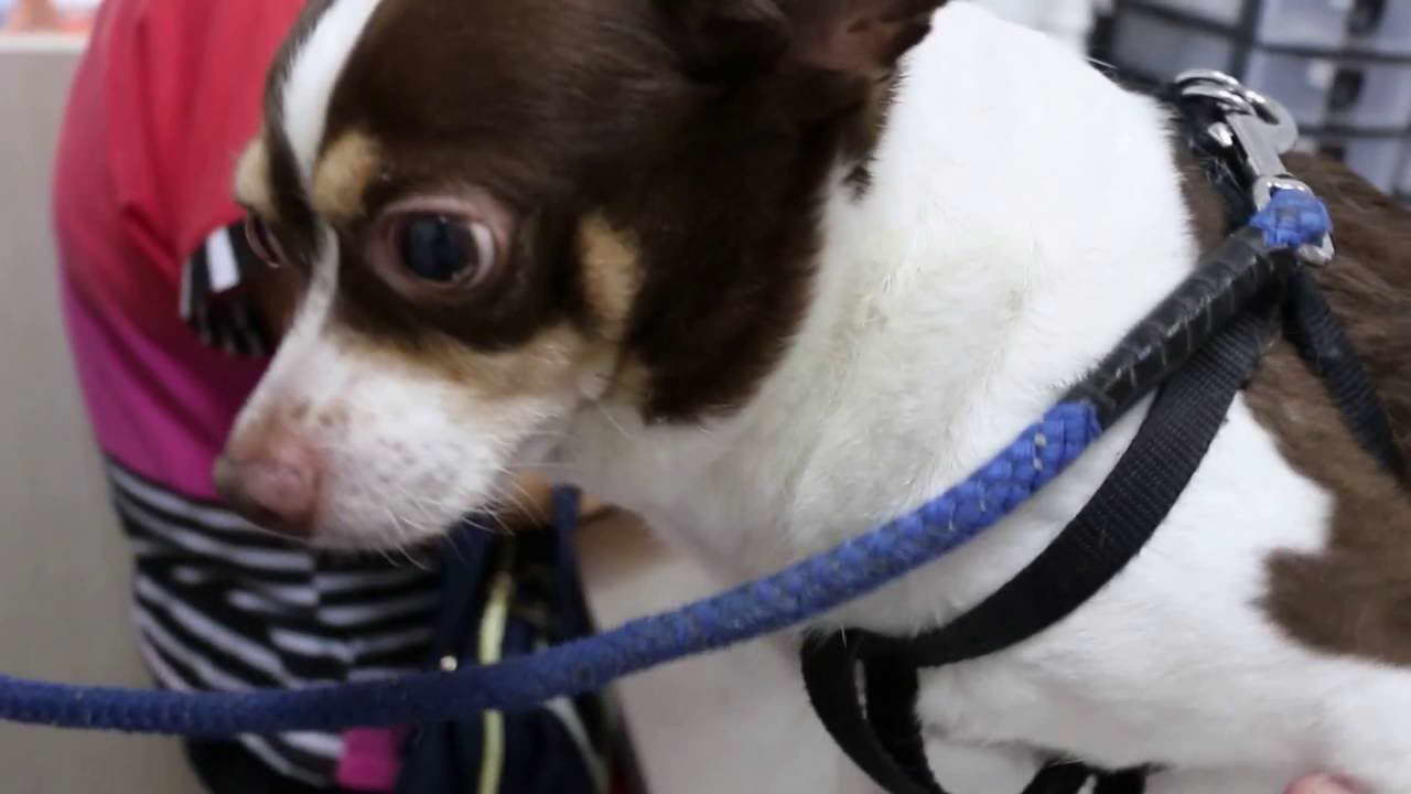 Chihuahua Constipated PETSIDI